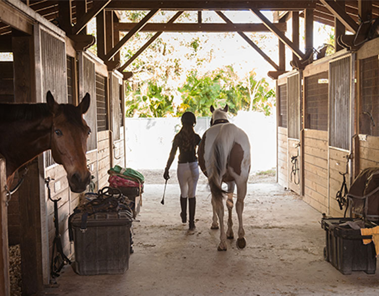 Pferde und ein Reiter in einem Stall, gefilmt von der Arlo Go 2 Überwachungskamera