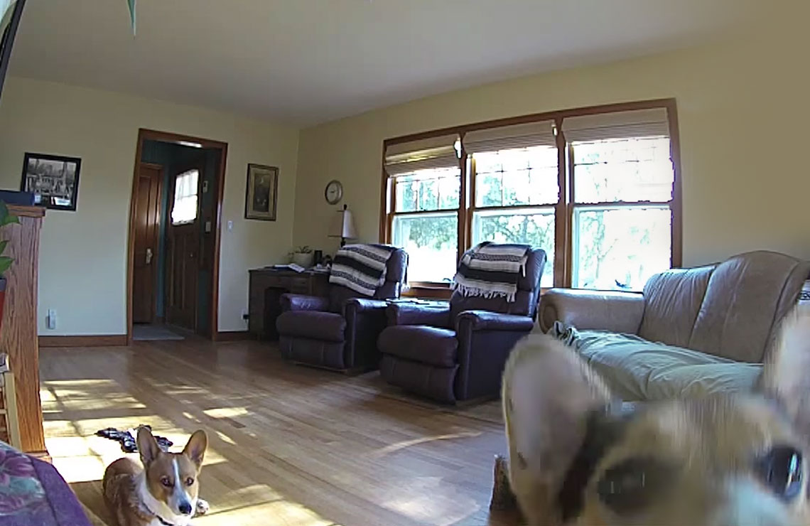 Video of puppies at home