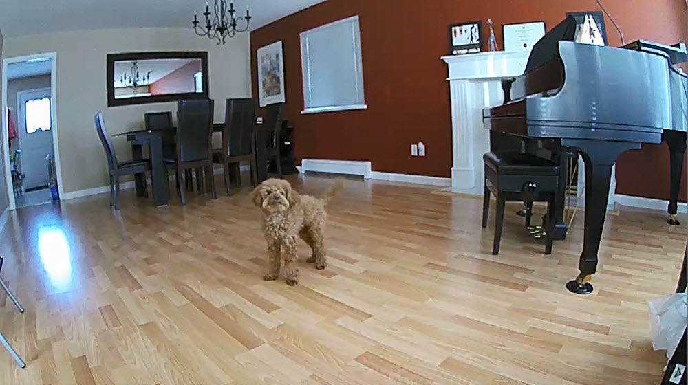 Arlo Q Camera Puppy Dancing Video Still